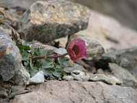 05_Fiore d'alta quota